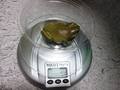 frog-weight1.jpg